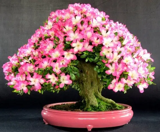 como cuidar de bonsai azaléia