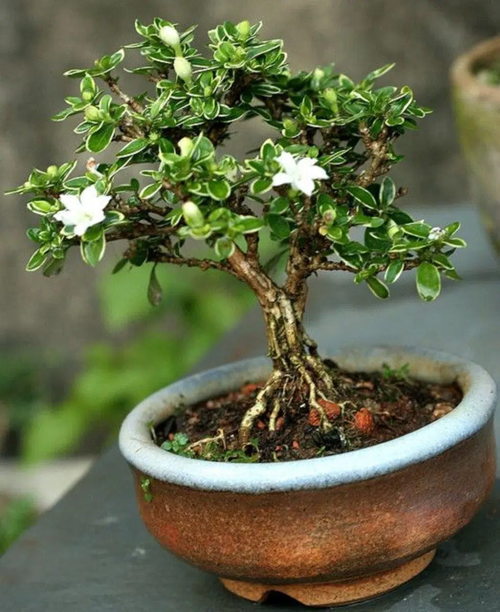 como cuidar de um bonsai serissa