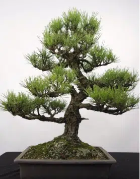 imagem de um modelo de bonsai pinheiro