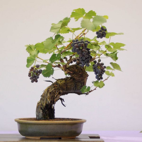 bonsai uva