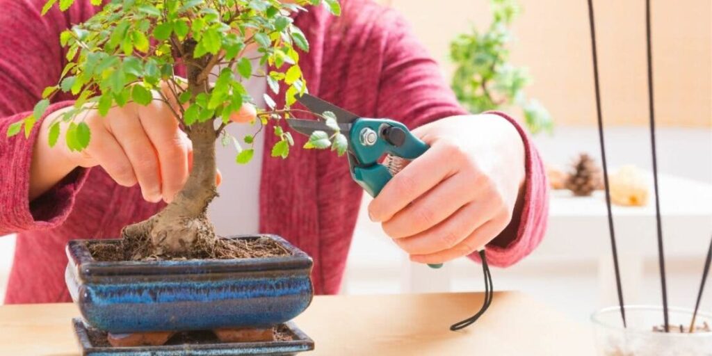 Bonsai para iniciantes: tudo sobre a árvore em miniatura